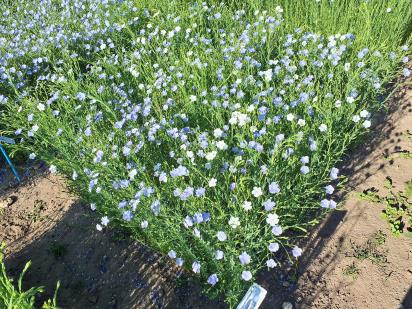 Click for 1 image(s) for this accession.